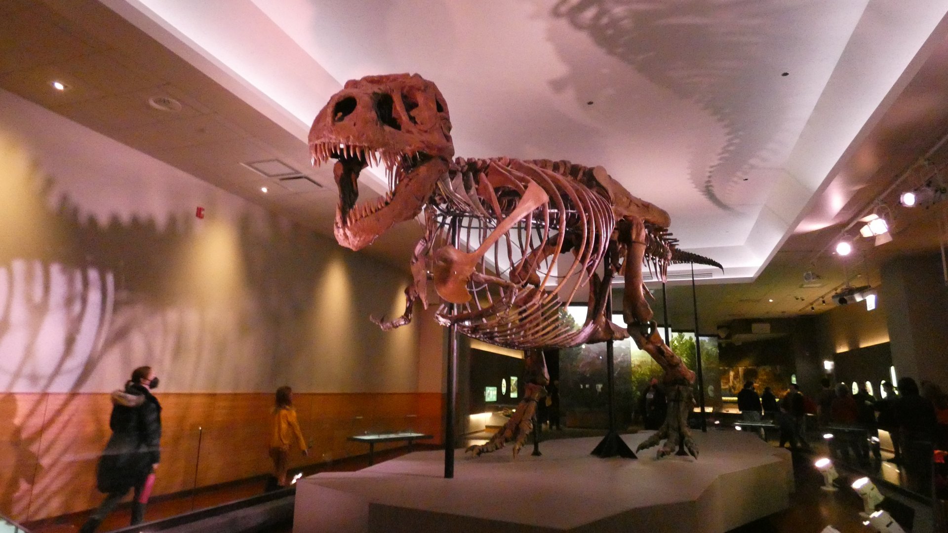 Sue the Tyrannosaurs Rex, Evolving Planet - Feb. 2022