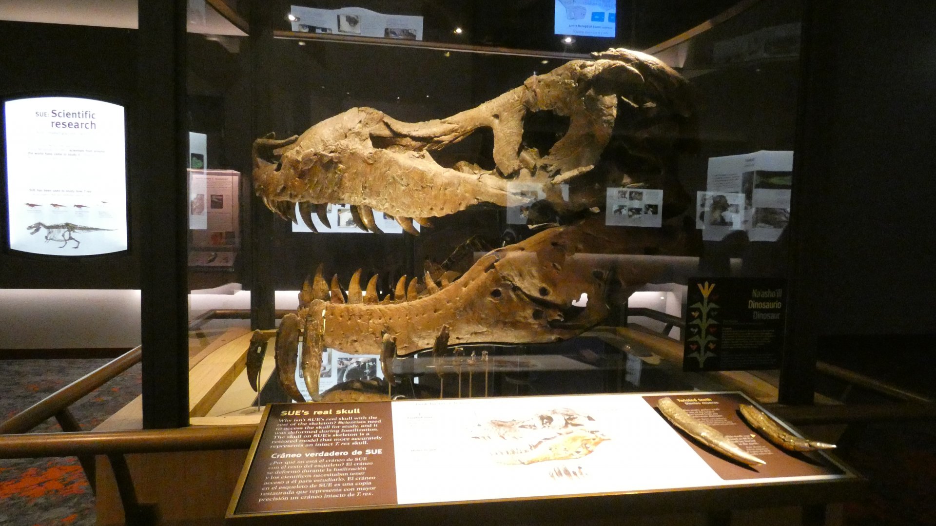 Sue's Real Skull, Evolving Planet - Feb. 2022