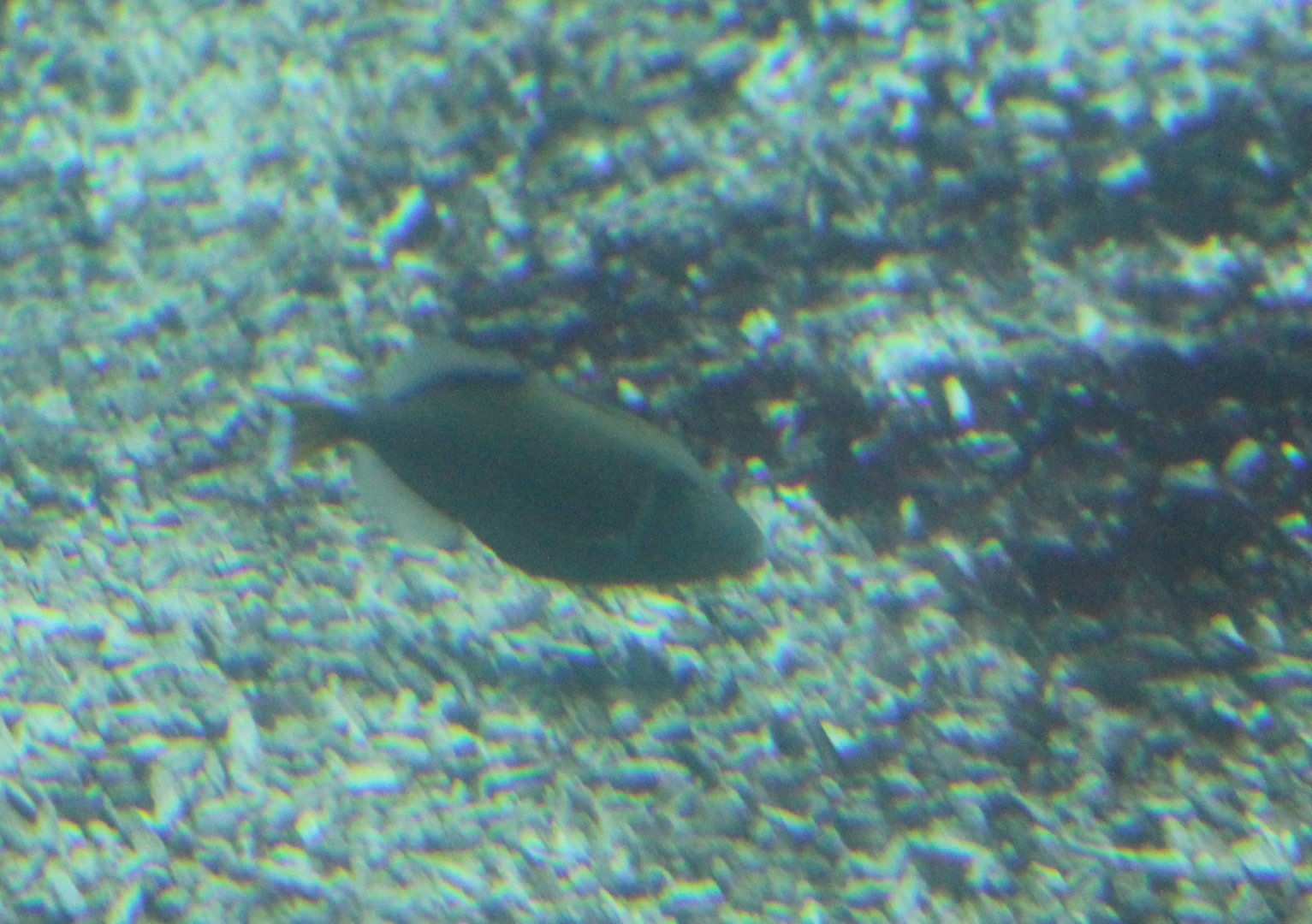 Sufflamen albicaudattum