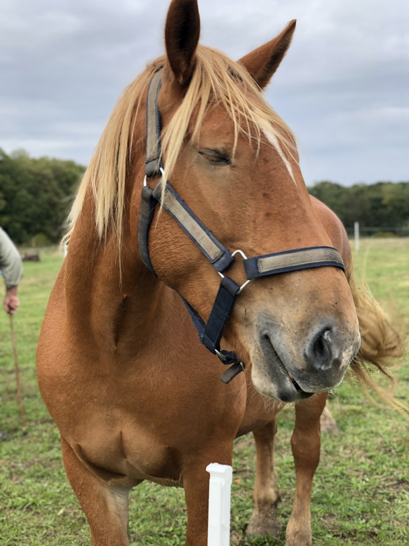 Suffolk Punch, Annabelle