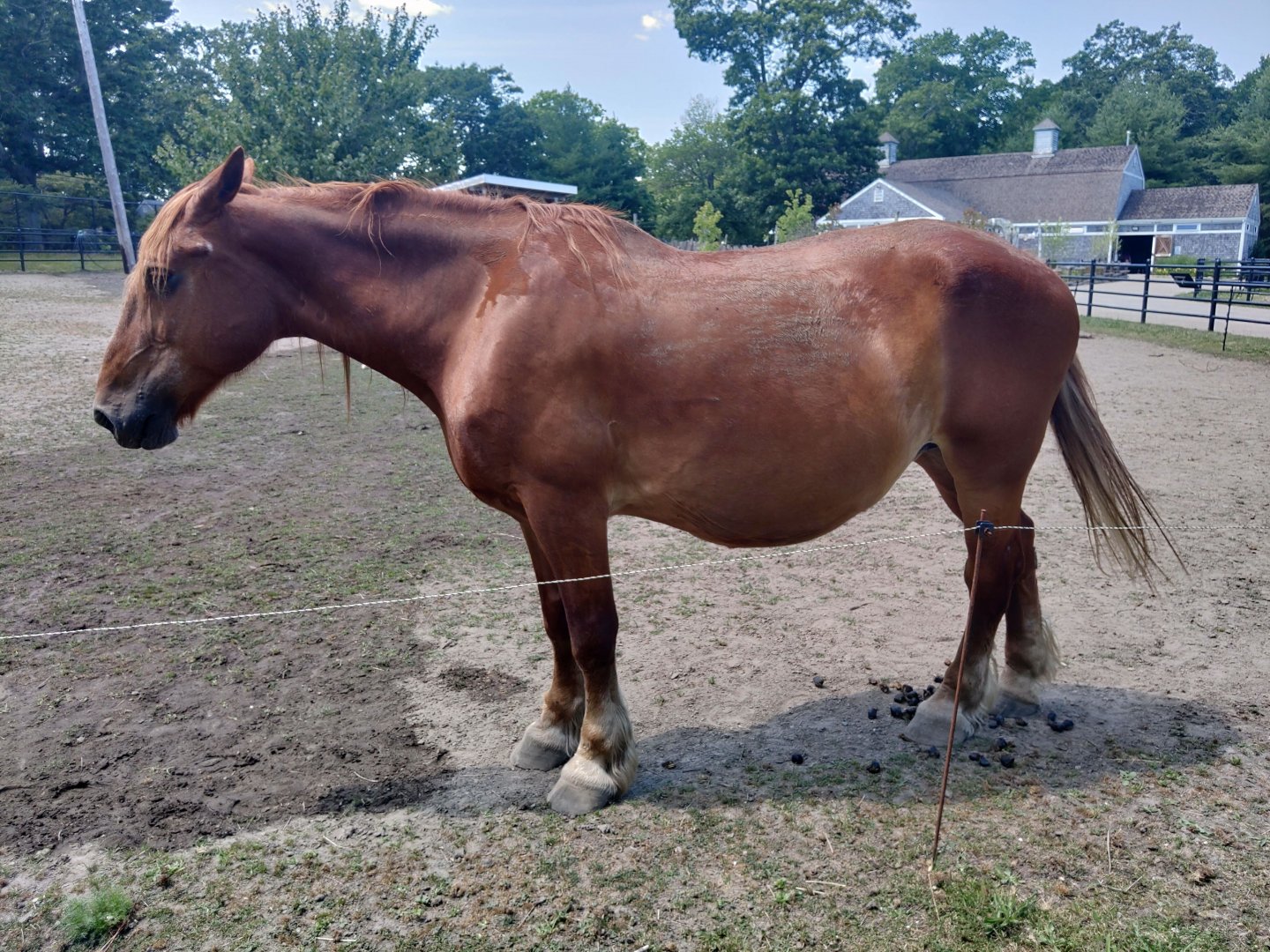 Suffolk punch draft horse