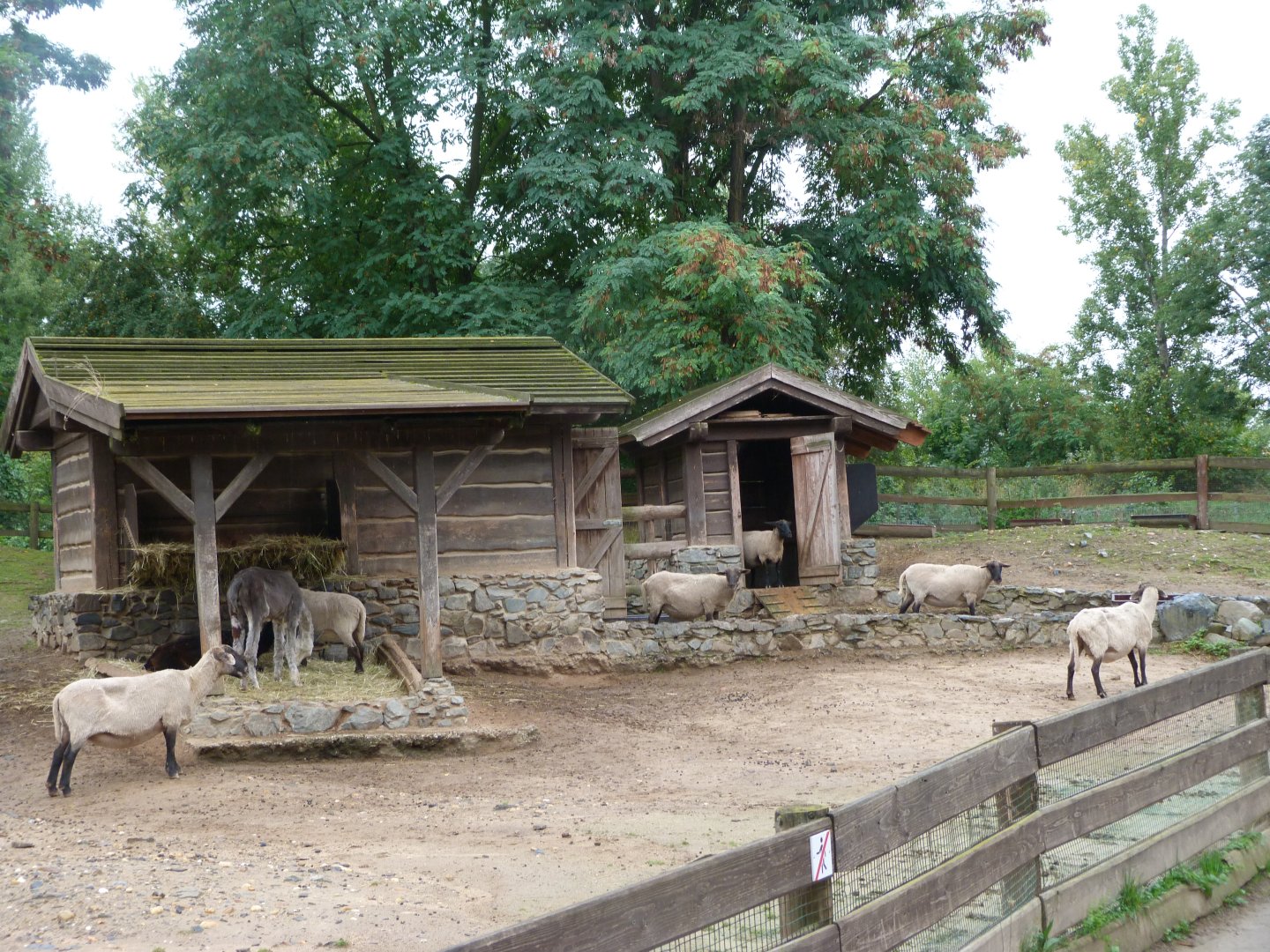Suffolk sheep and Alpaca exhibit -Zoo Praha (2025)