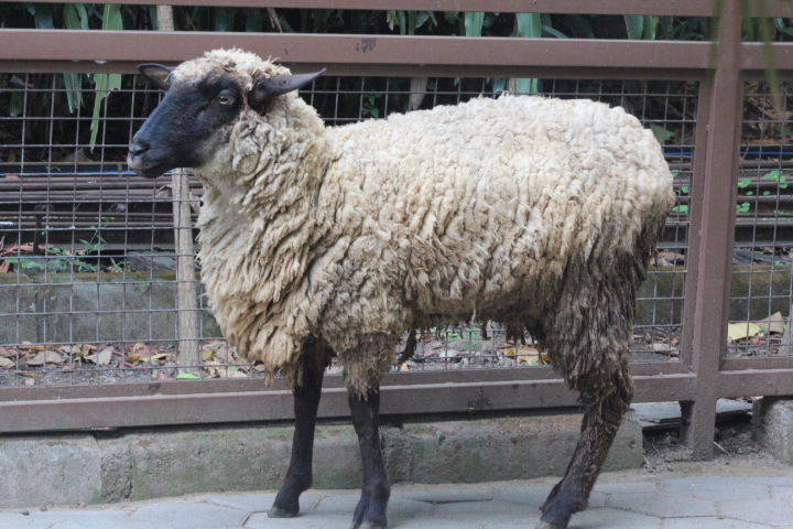 Suffolk sheep (Ovis aries)