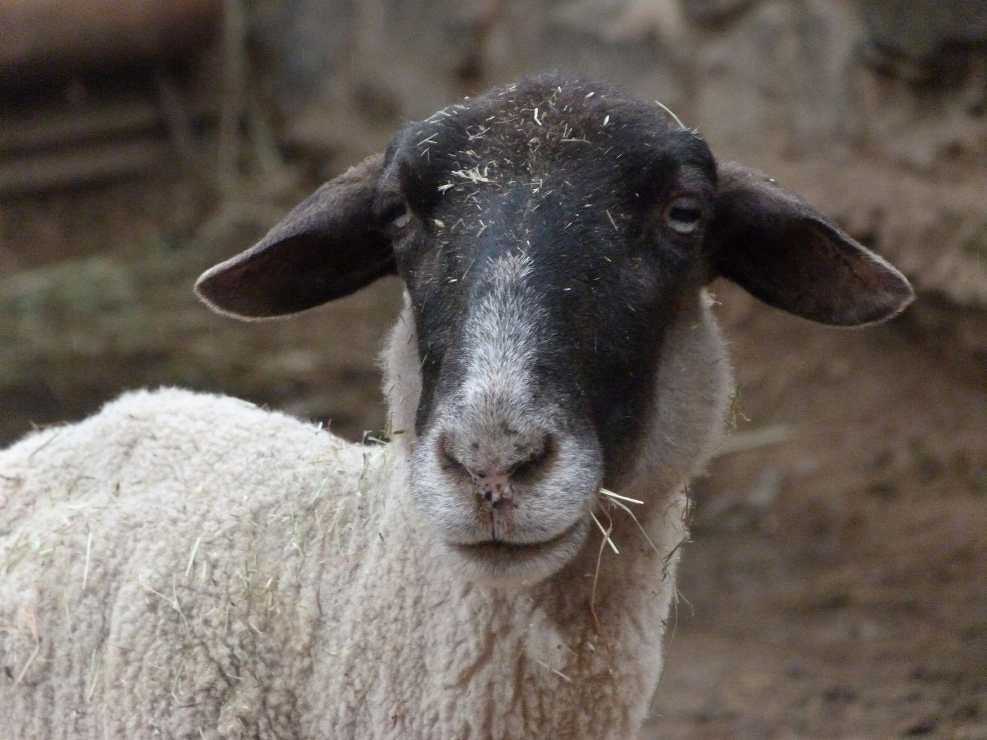 Suffolk sheep -Zoo Praha (2025)