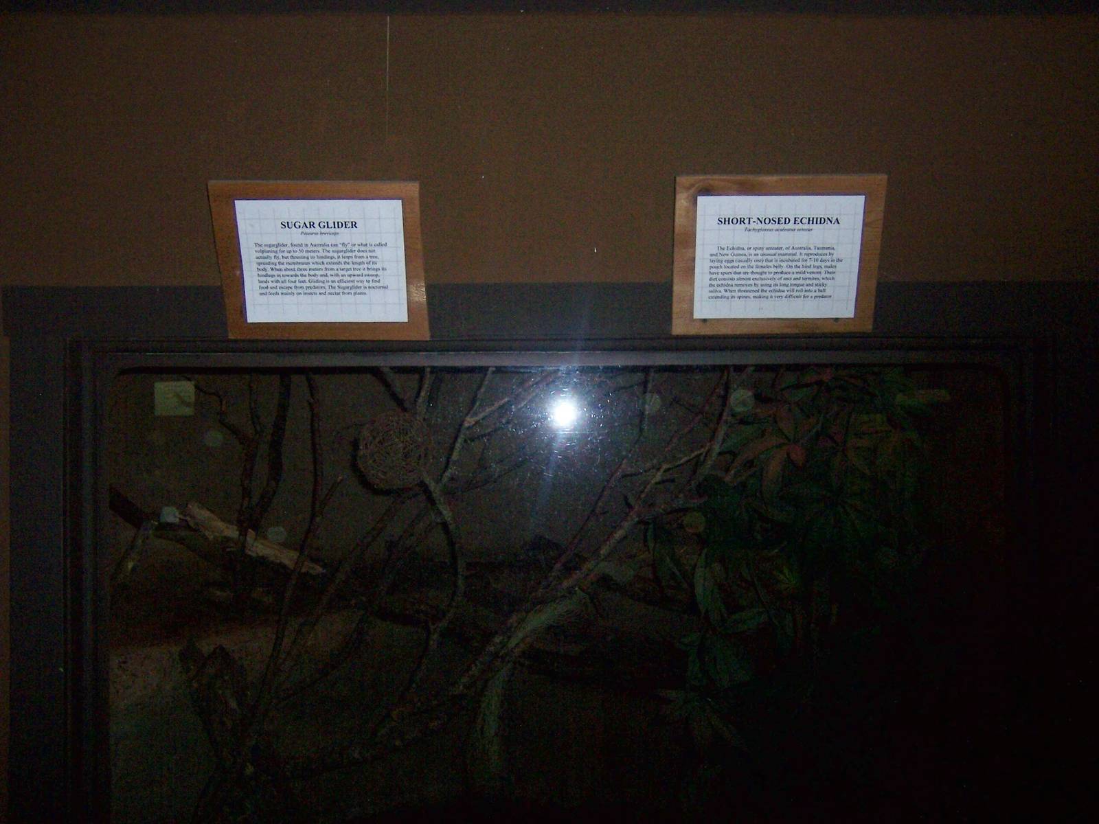 Sugar Glider and Echidna