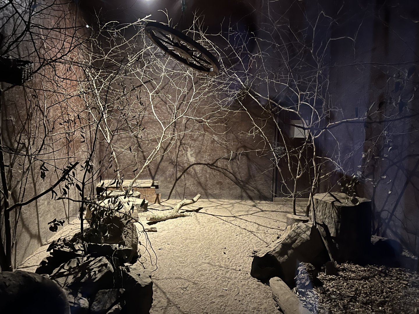 Sugar glider and long-nosed potoroo enclosure 14.10.23