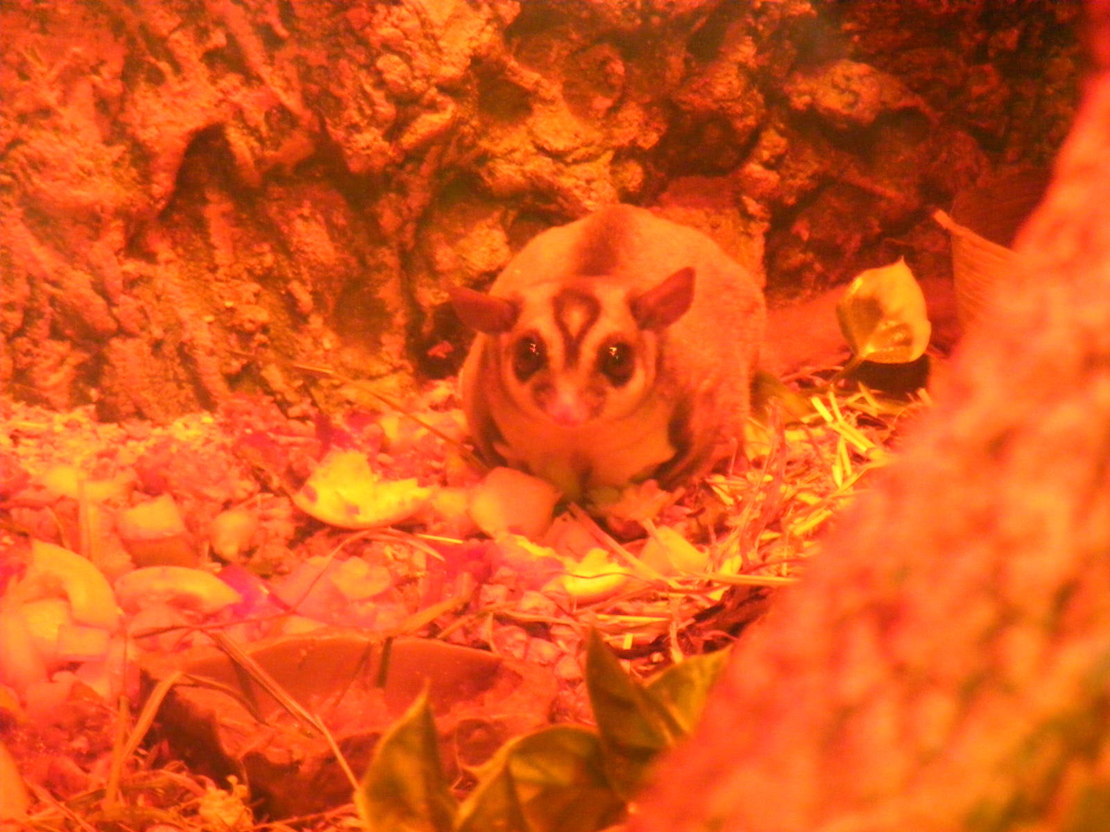 Sugar glider at Birmingham Nature Centre, 30 August 2010