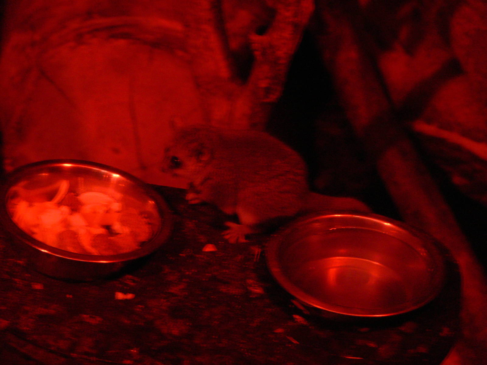 Sugar Glider at Tropical World, 30/06/13