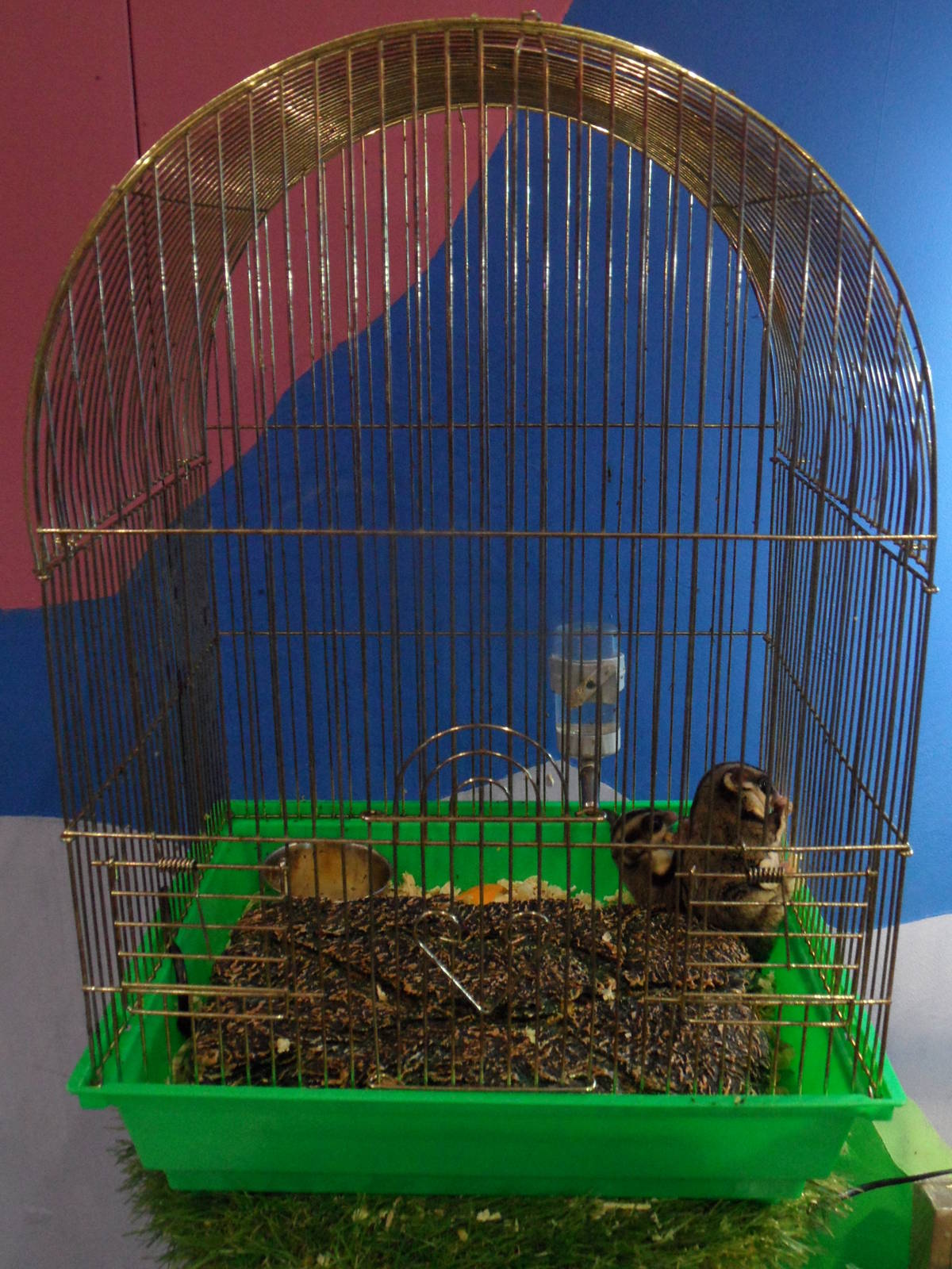 Sugar glider cage