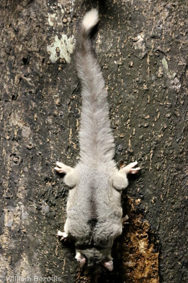 Sugar Glider - Chambers Wildlife Lodge