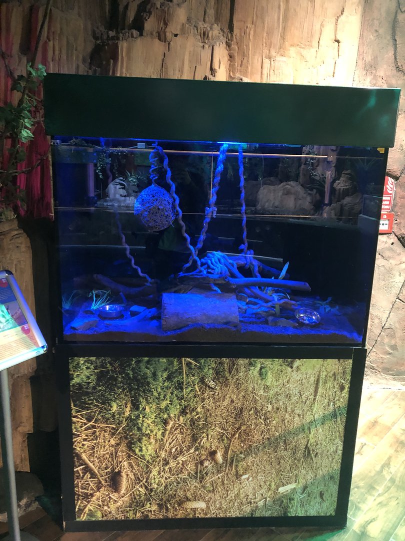 Sugar glider enclosure at Emaar aquarium