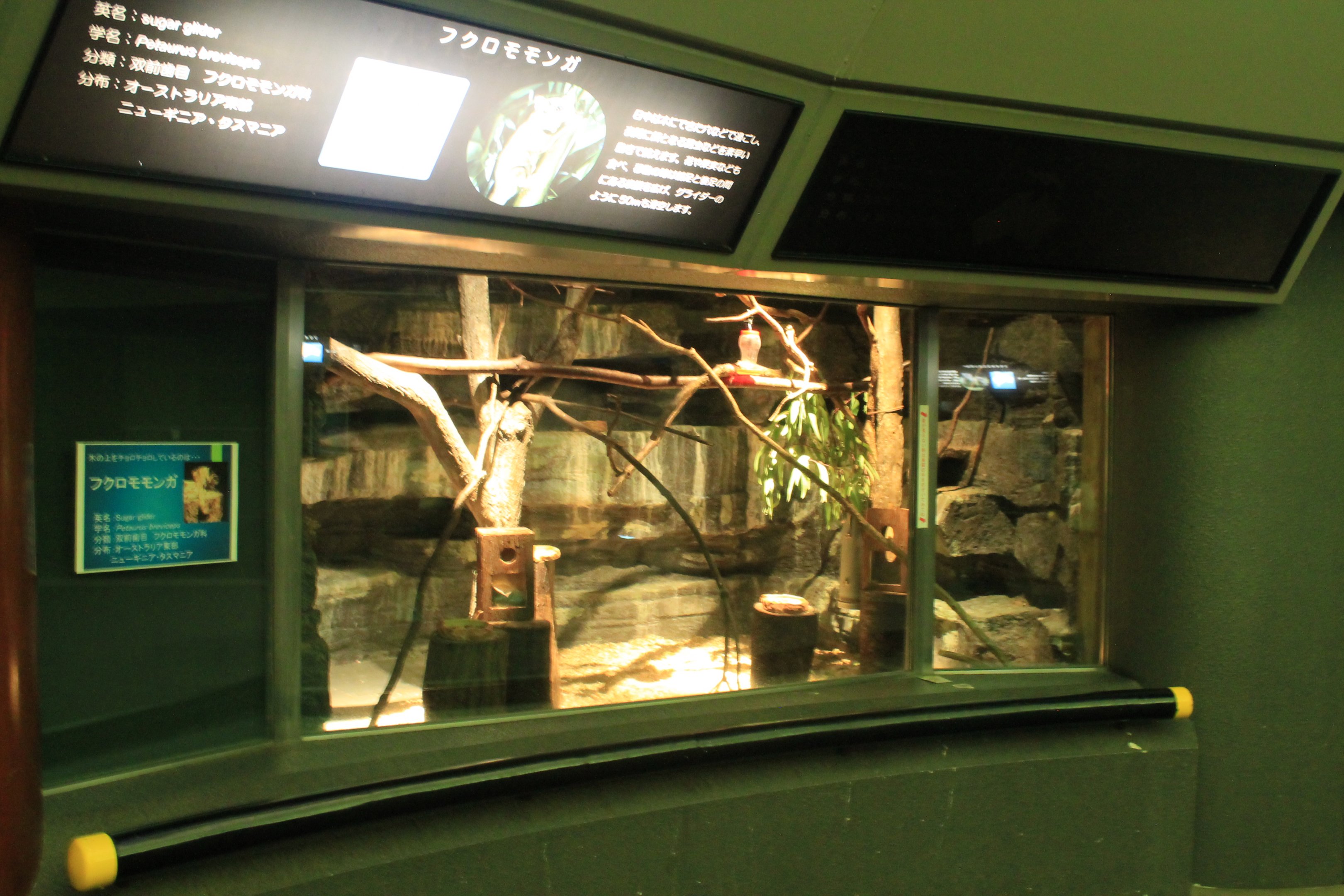 Sugar Glider enclosure within Koala House