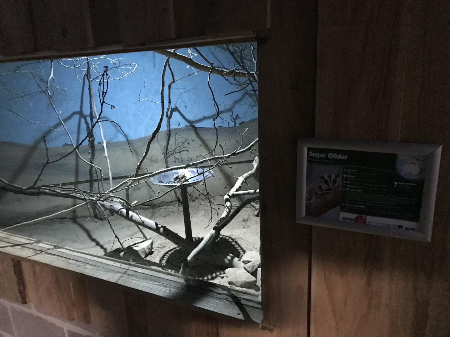 Sugar Glider Enclosure