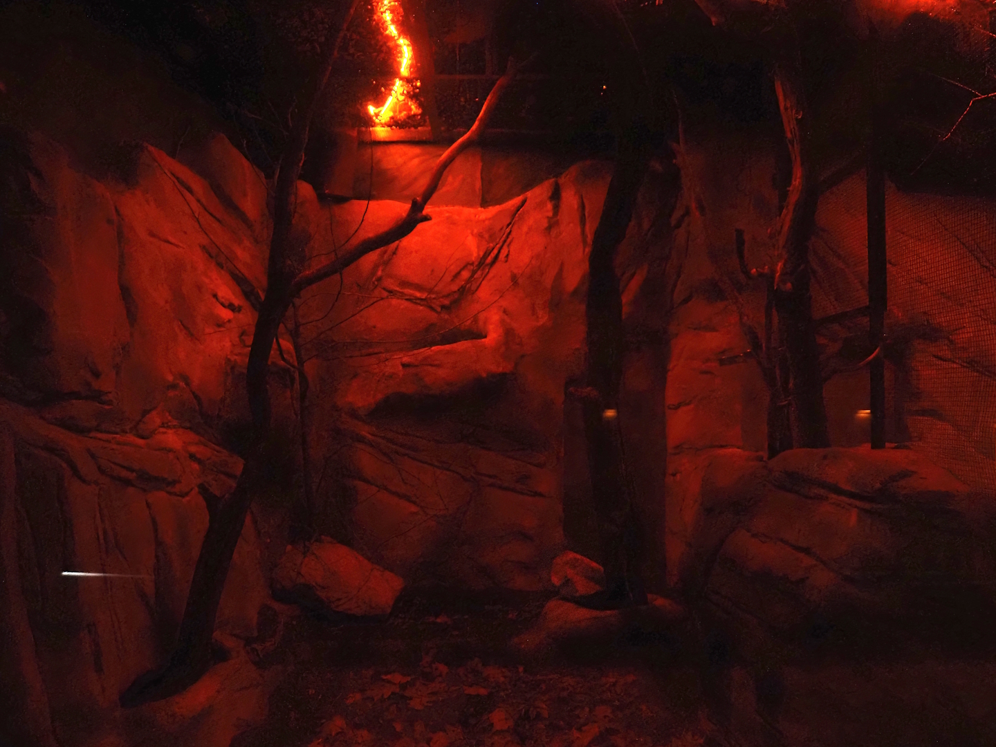 Sugar glider exhibit, 2024-05-22