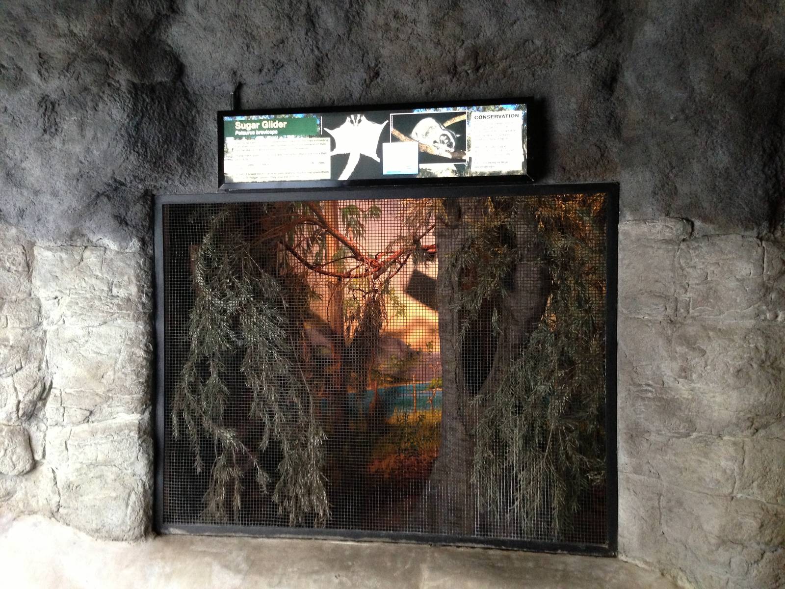 Sugar Glider Exhibit