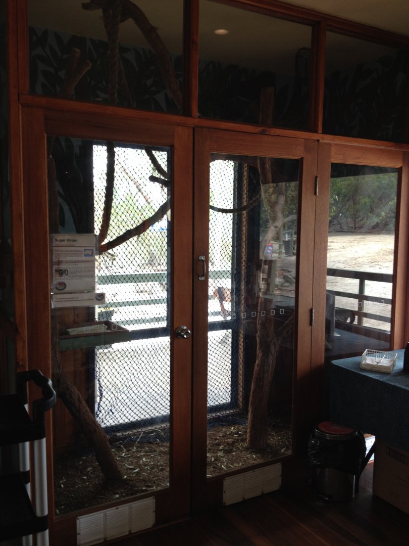 Sugar Glider exhibit