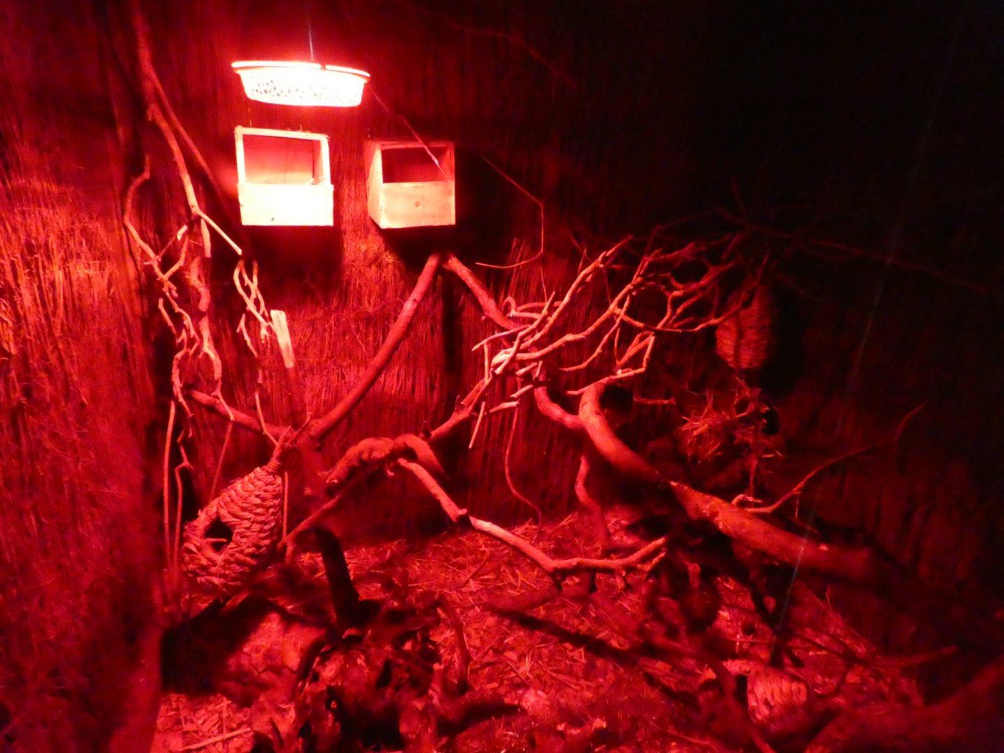 Sugar Glider exhibit