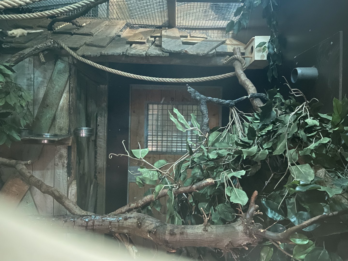 Sugar glider exhibit