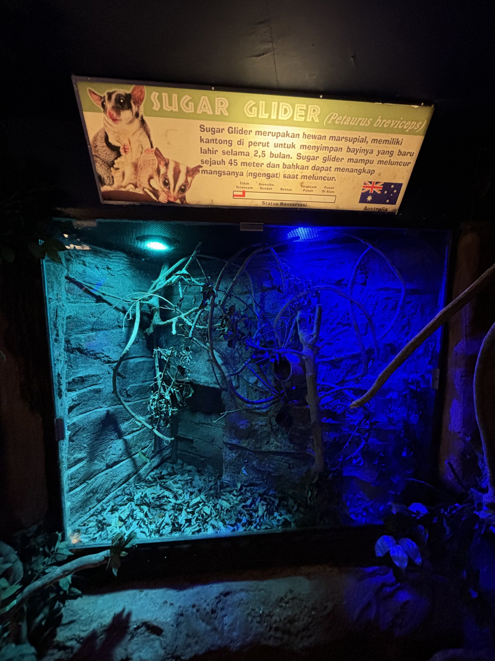 Sugar Glider Exhibit