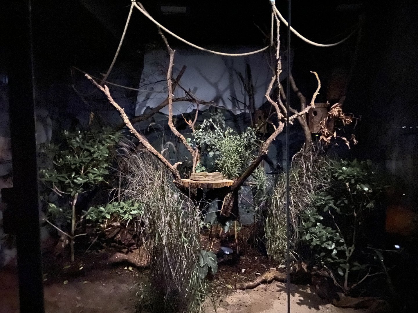 Sugar glider exhibit