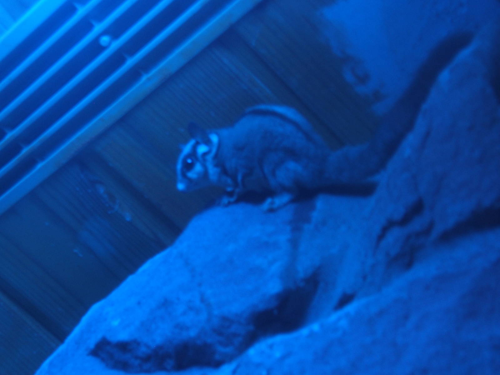 Sugar Glider in Tropical House