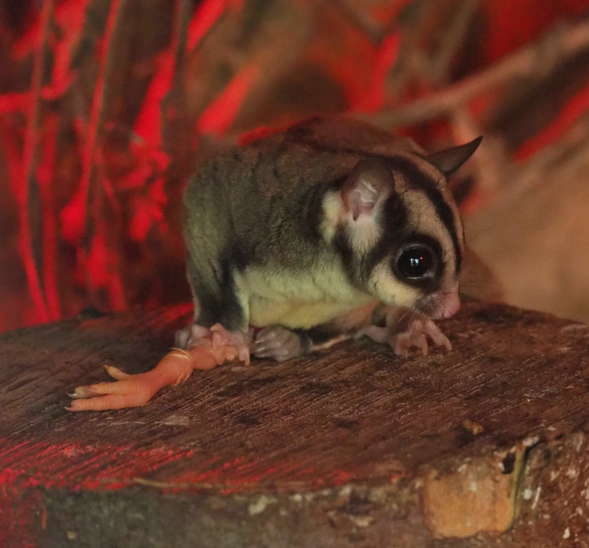 Sugar glider (Petaurus breviceps), 2022-06-28
