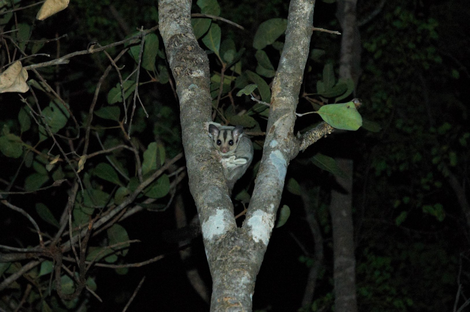 Sugar Glider (Petaurus breviceps ariel)