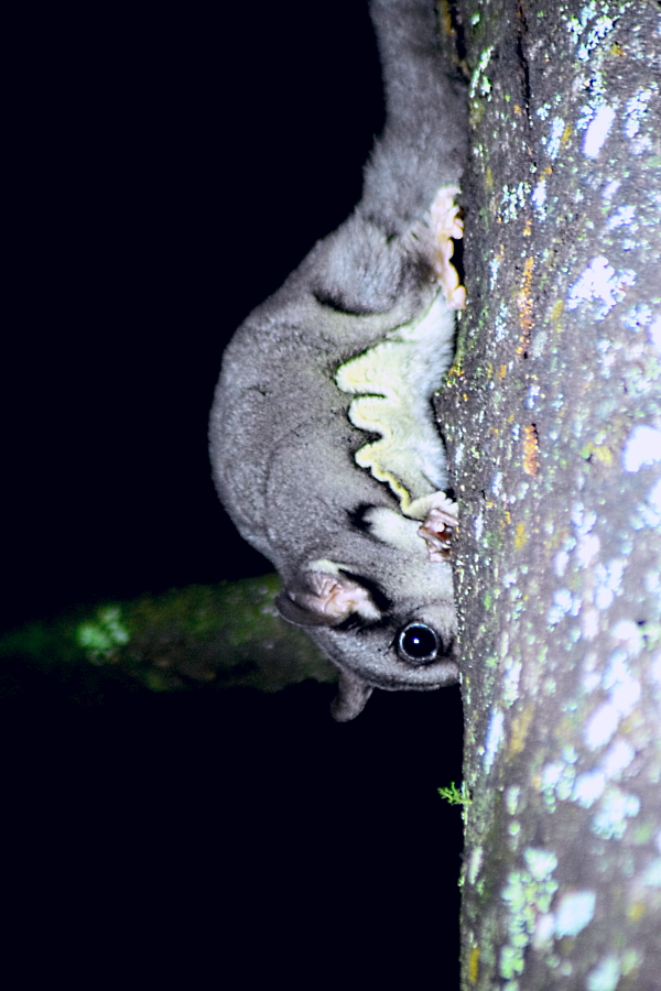 Sugar Glider - Petaurus breviceps breviceps