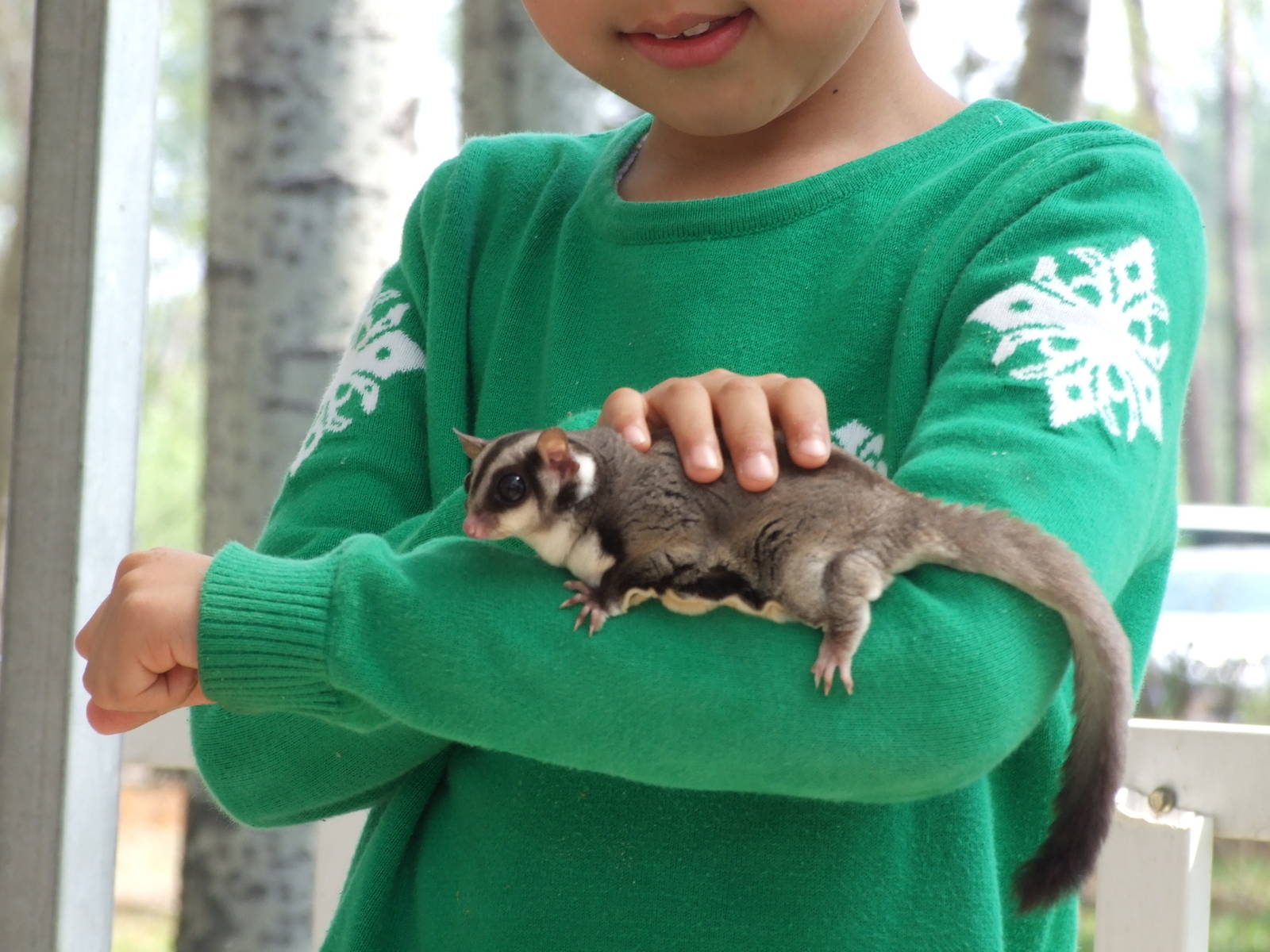 Sugar glider (Petaurus breviceps) for taking photos