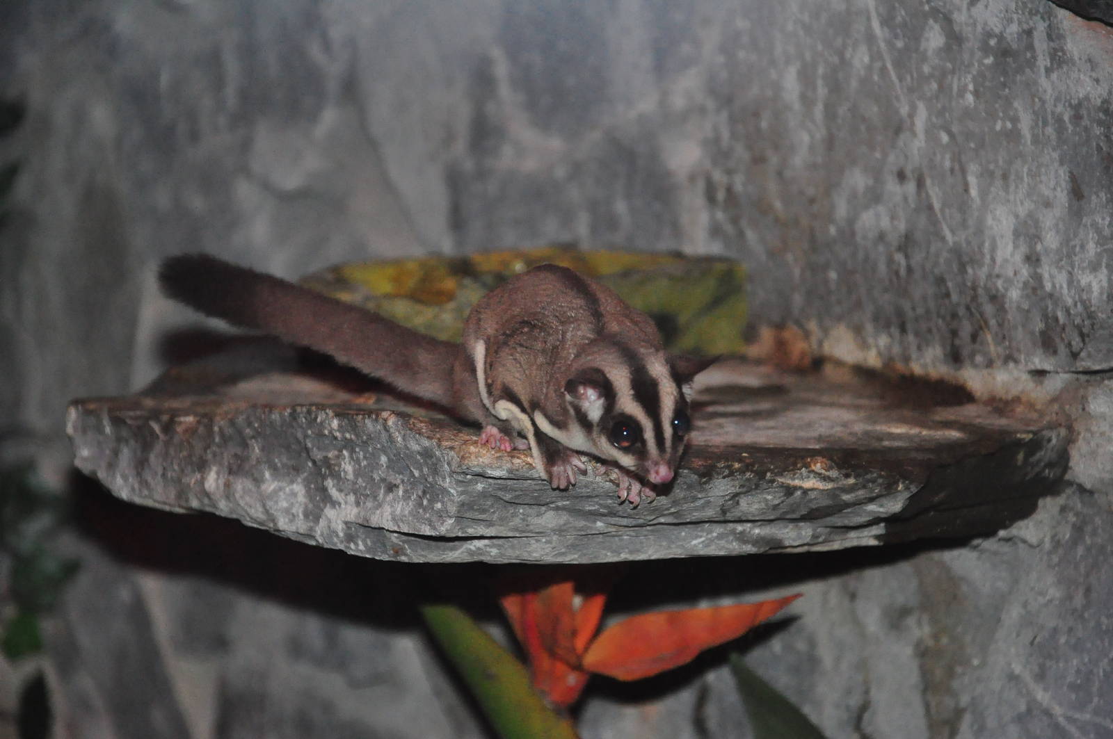 Sugar glider/ Petaurus breviceps