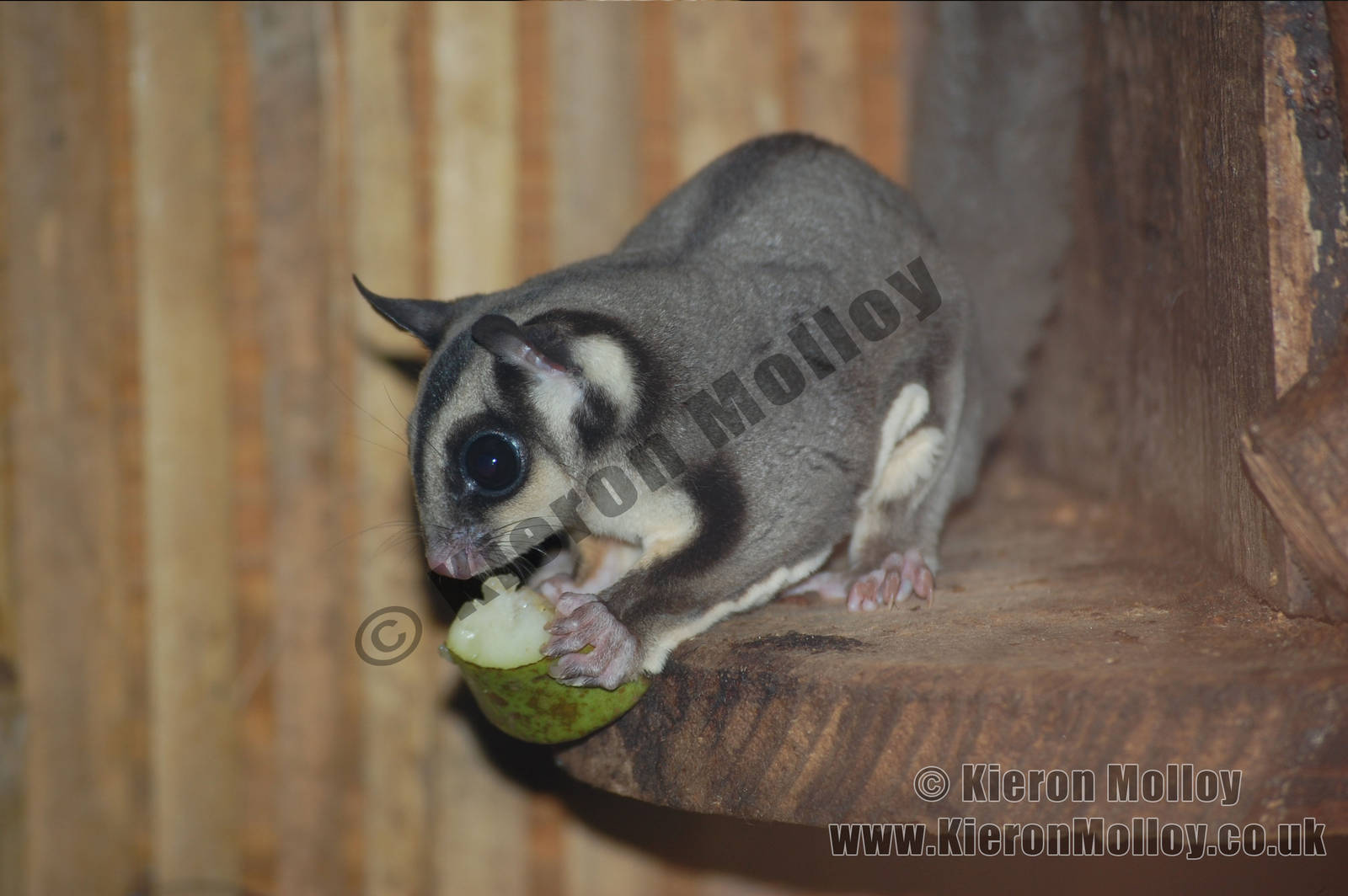 Sugar glider (Petaurus breviceps)