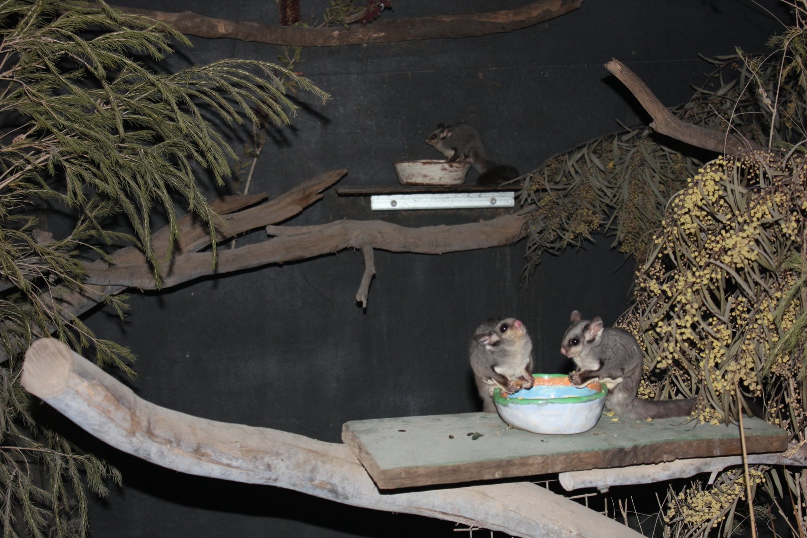 Sugar Glider (Petaurus breviceps)