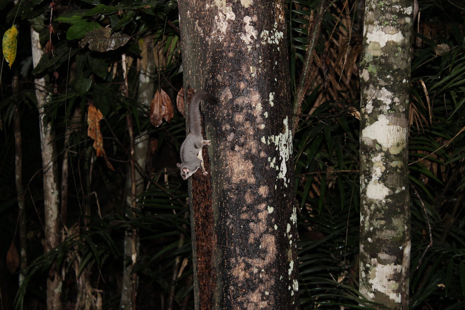 Sugar Glider (Petaurus breviceps)
