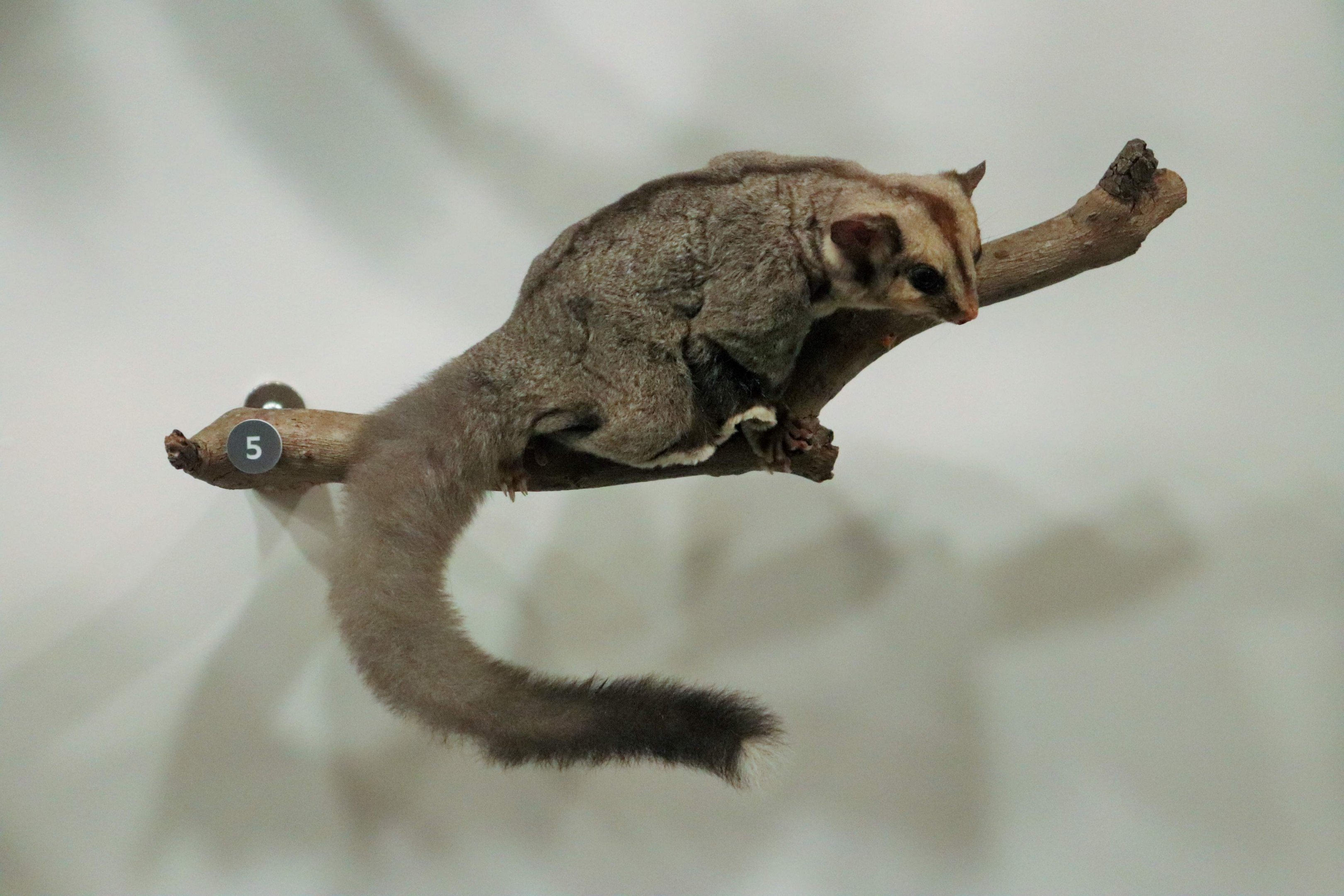 Sugar Glider (Petaurus breviceps)