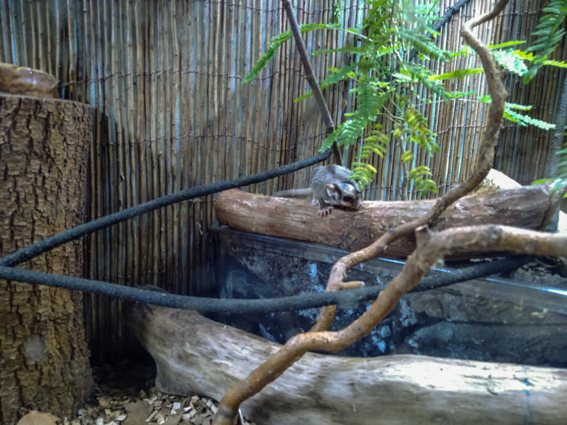 sugar glider (Petaurus breviceps)