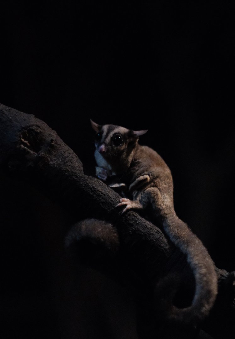 Sugar Glider (Petaurus breviceps)