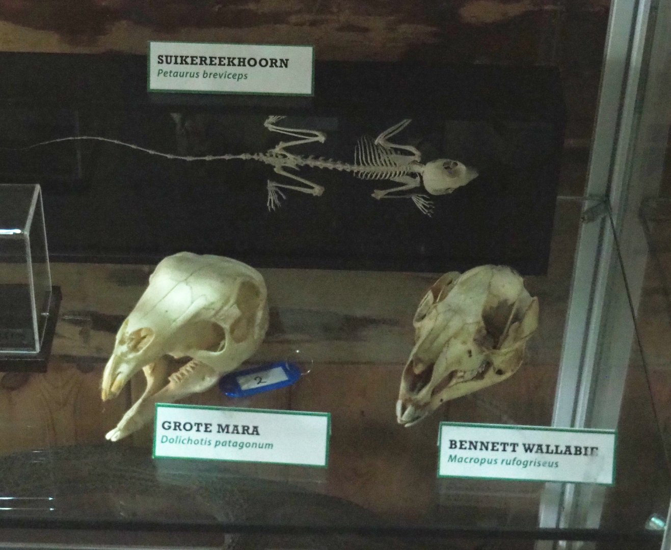 Sugar glider skeleton and Patagonian mara and Red-necked wallaby skulls, 2022-05-17