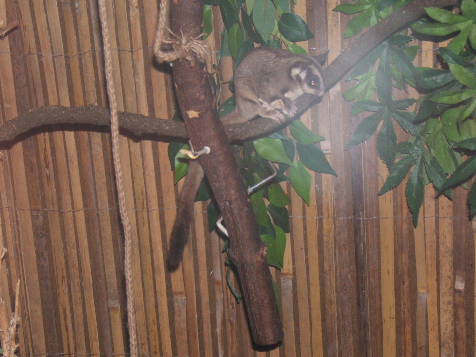 Sugar Glider