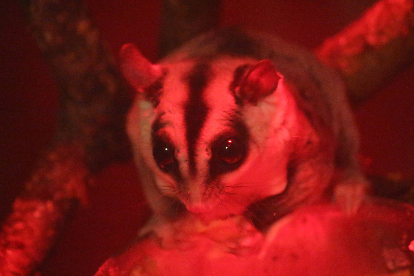 Sugar Glider