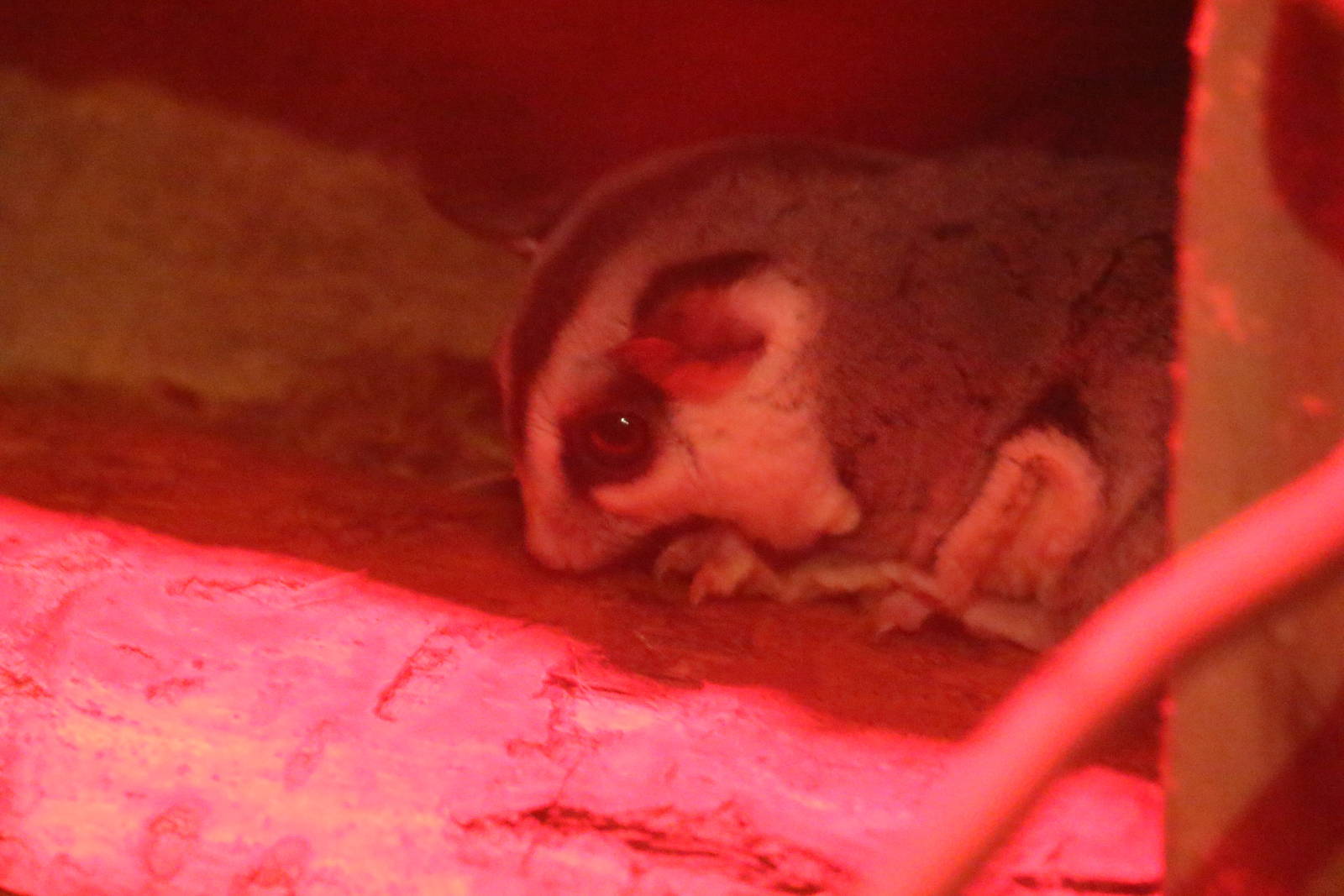 Sugar Glider
