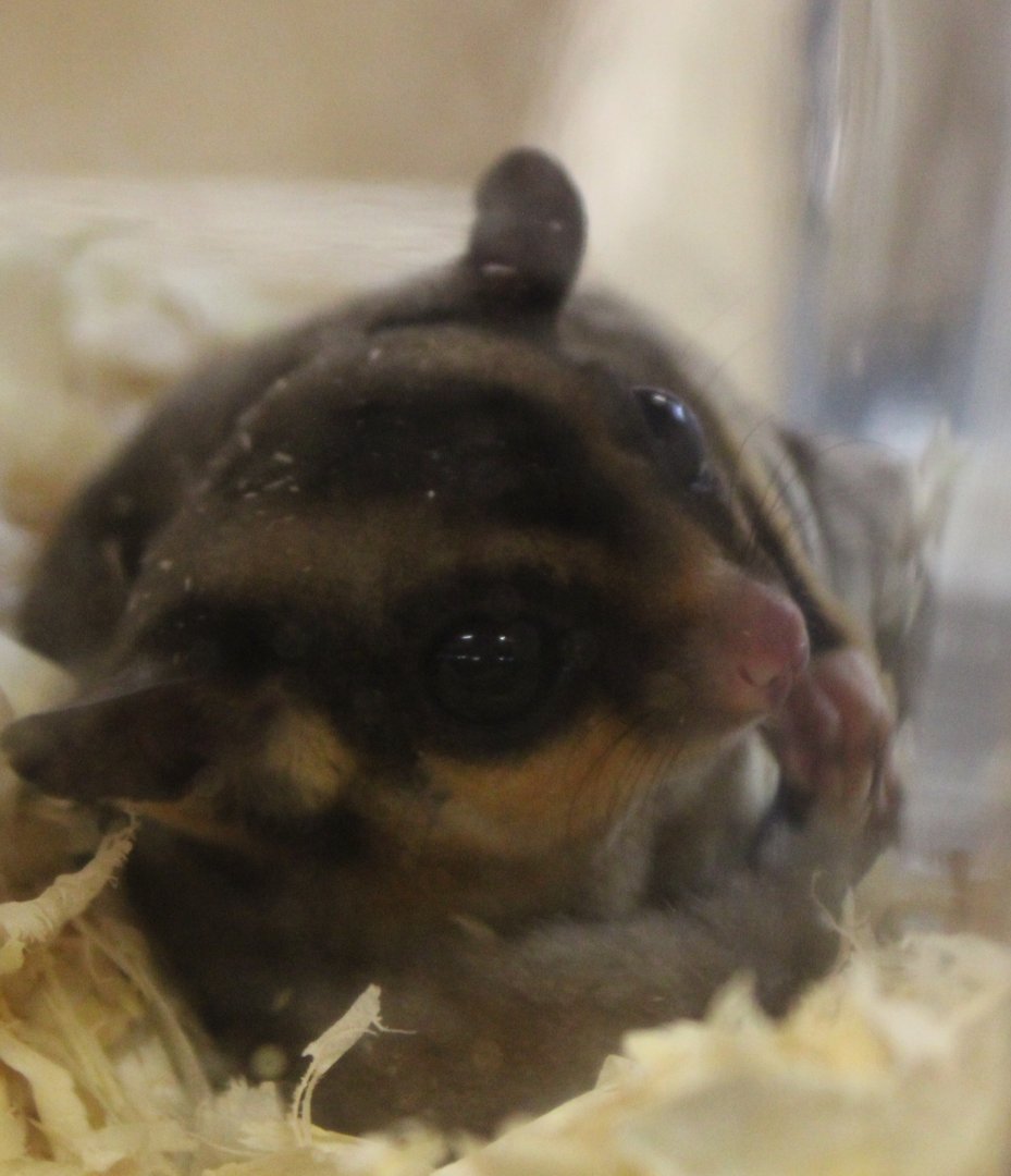 Sugar glider
