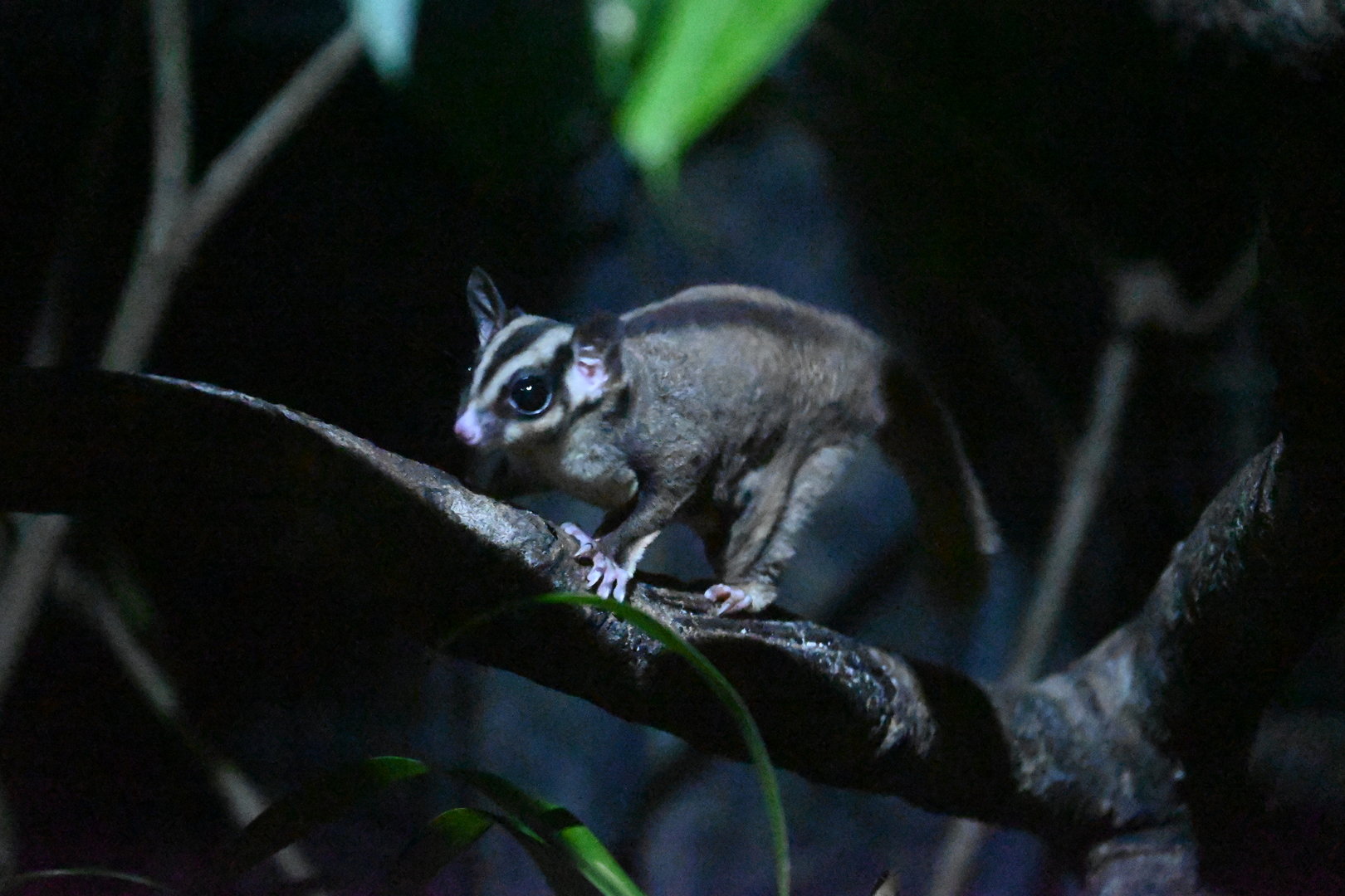 Sugar Glider