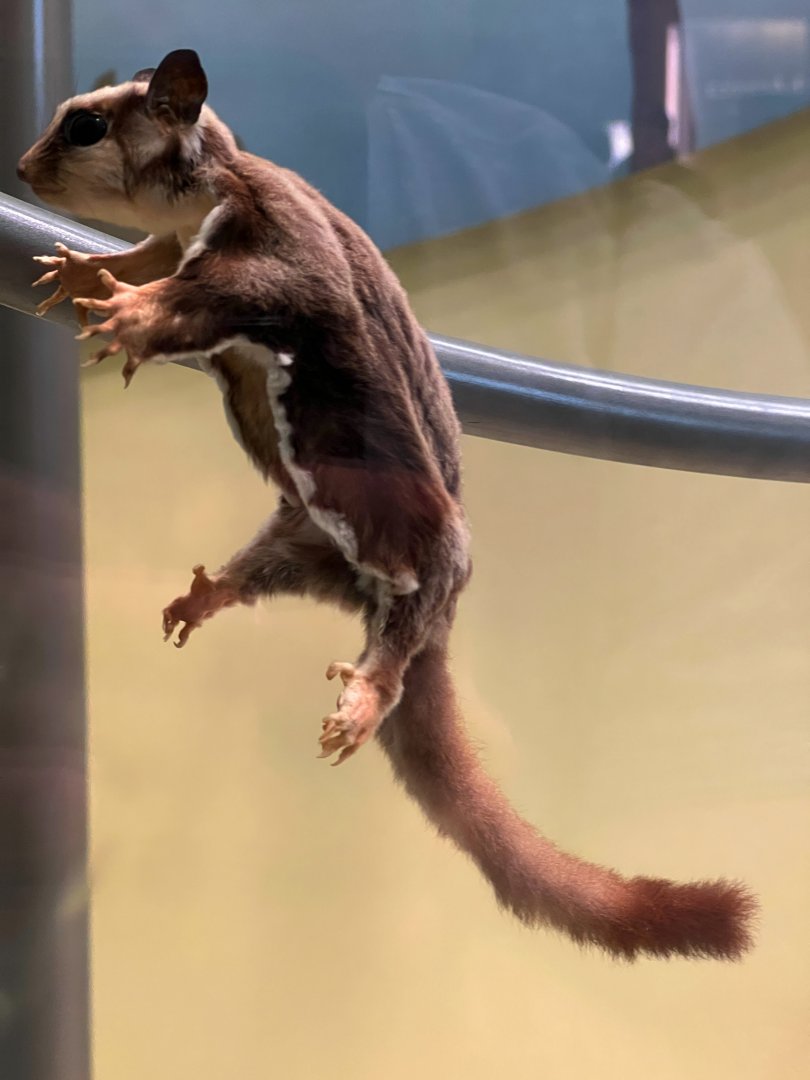 Sugar Glider