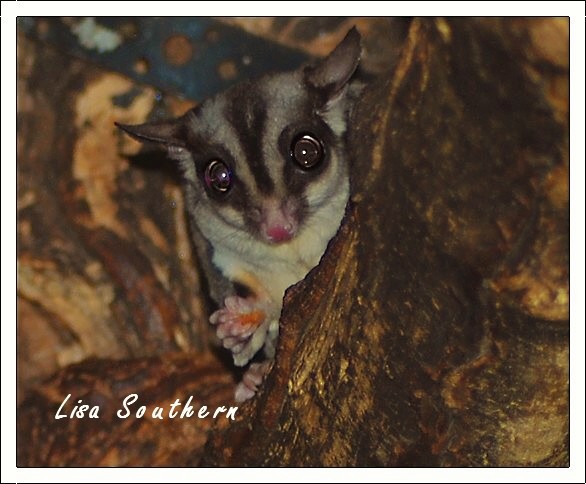 Sugar Glider