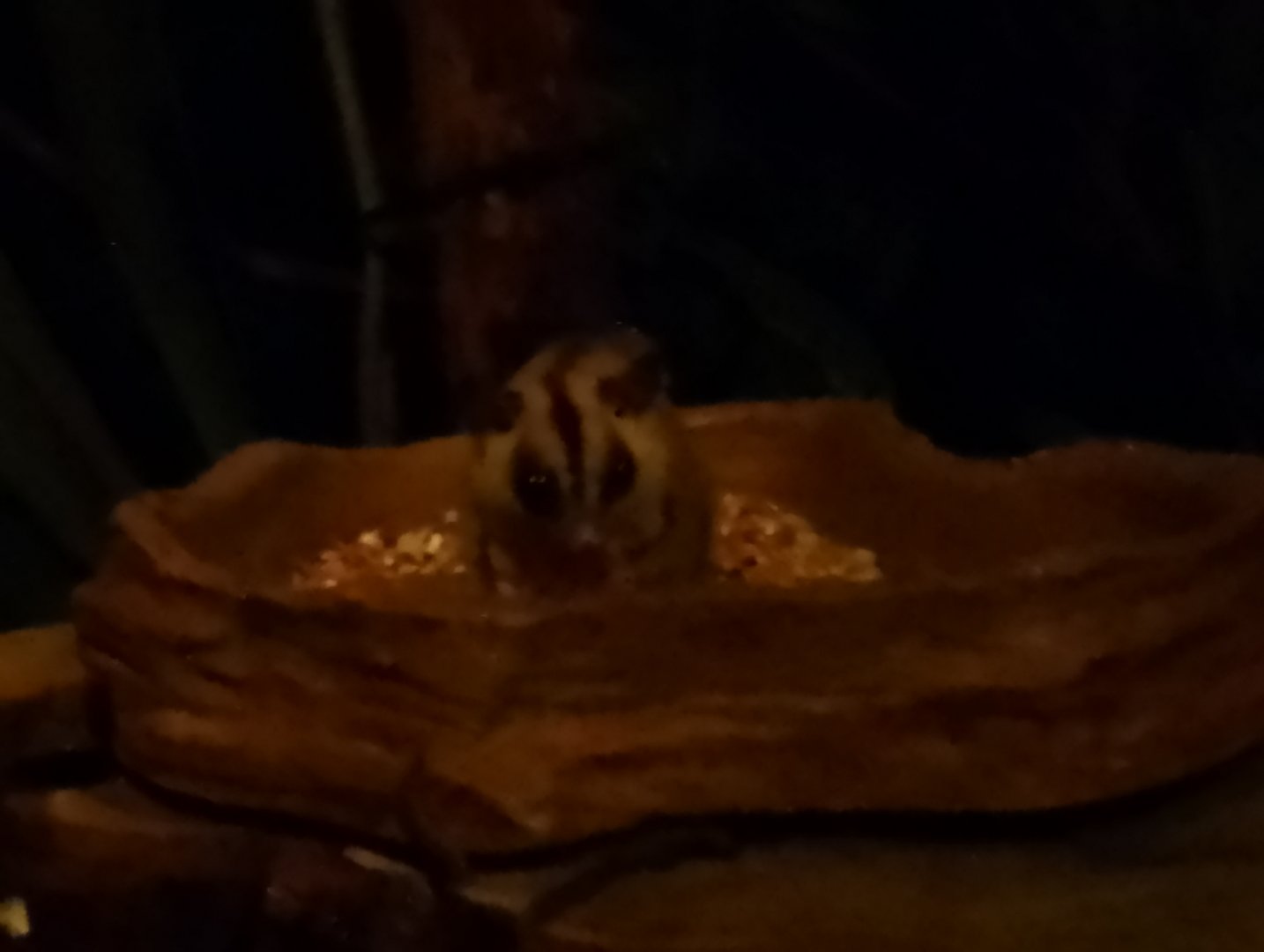 Sugar glider