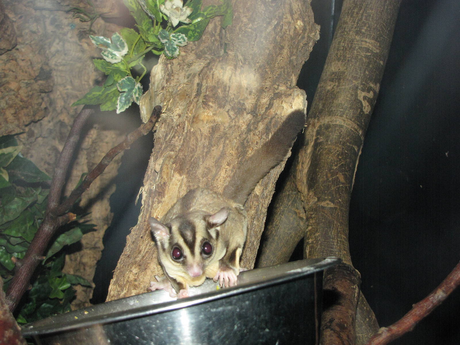 Sugar glider