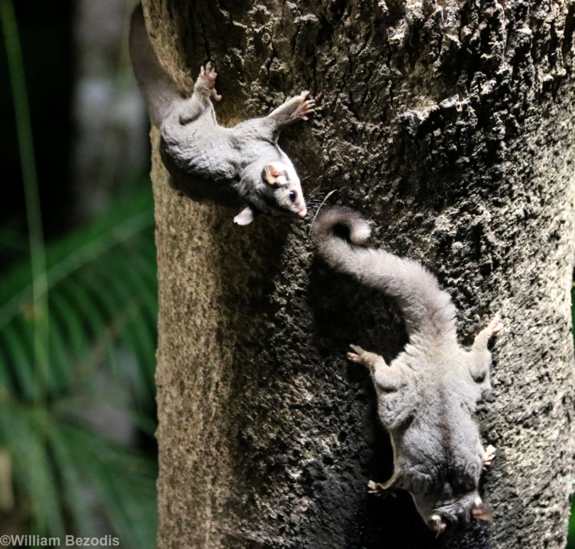 Sugar Gliders - Chambers Wildlife Lodge