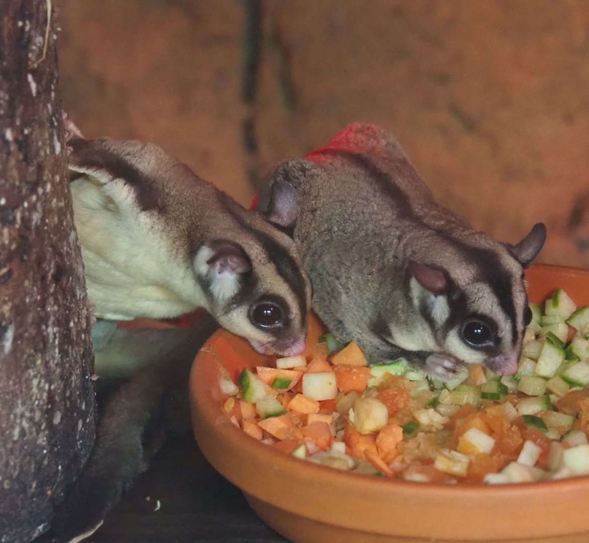 Sugar gliders (Petaurus breviceps), 2022-06-28