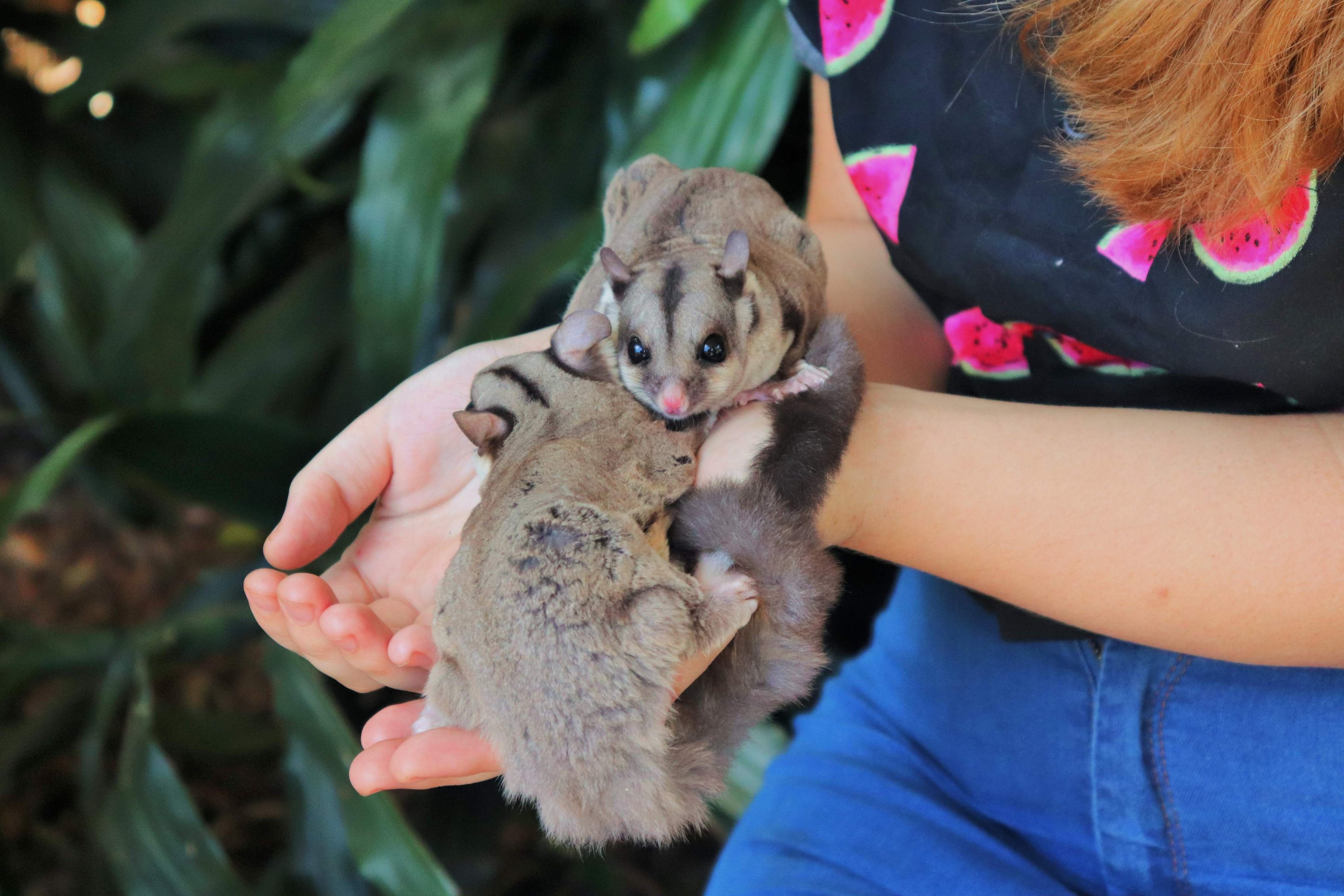 Sugar Gliders (Petaurus breviceps)