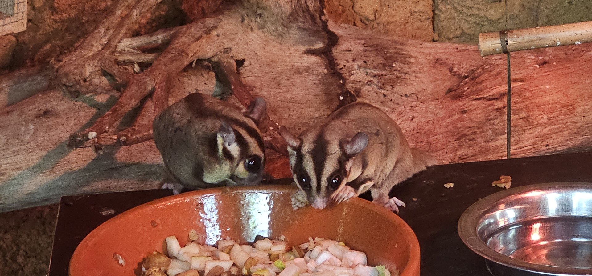 Sugar gliders